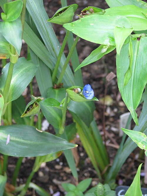 Commelina: Nice dark foliage, but quite small flowers