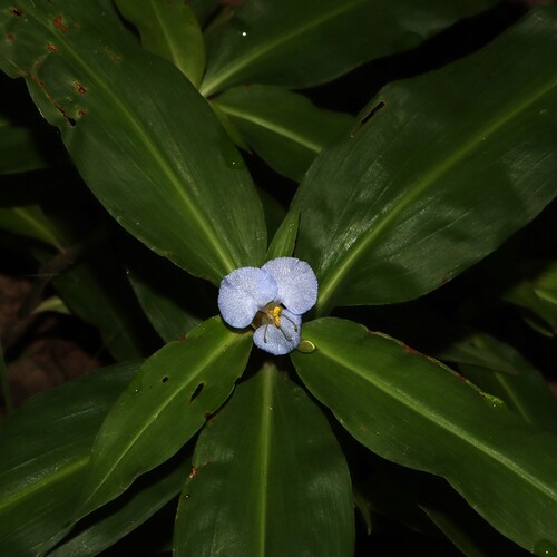 Virginia dayflower (Commelina virginica)
