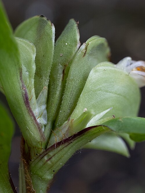 Virginia dayflower: Virginia Dayflower ( Commelina virginica ) in the United States