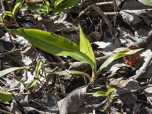 Virginia dayflower: Virginia Dayflower ( Commelina virginica ) in the United States