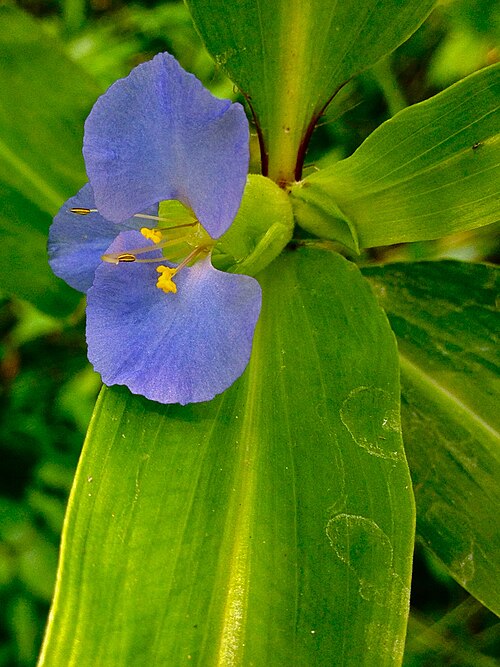 Virginia dayflower: Photo of Commelina virginica in flower. This is a native plant growing wild on Theodore Roosevelt Island, in Washington, D.C., USA. This species is a member of
