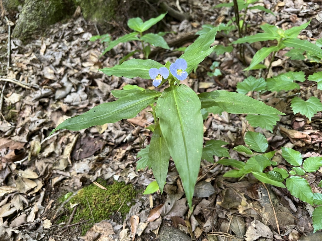 Virginia dayflower (Commelina virginica)