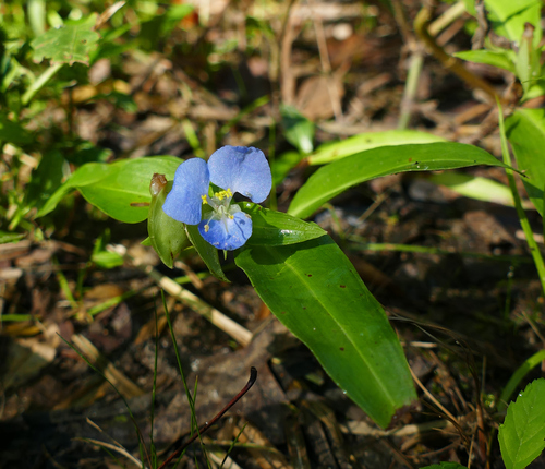 Virginia dayflower (Commelina virginica)