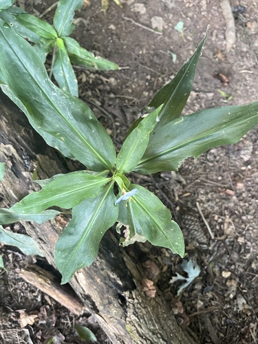 Virginia dayflower (Commelina virginica)