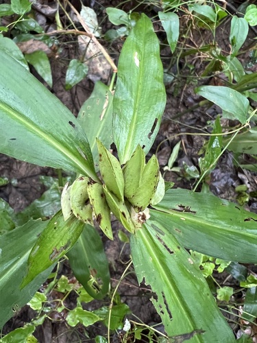 Virginia dayflower (Commelina virginica)