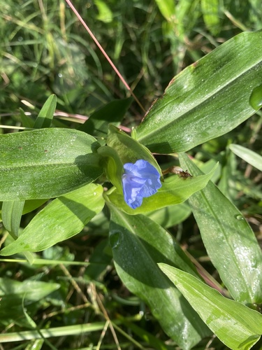 Virginia dayflower (Commelina virginica)