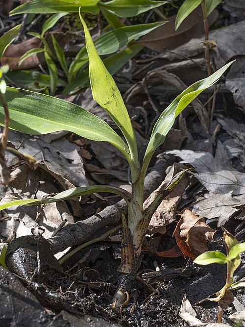 Virginia dayflower: Virginia Dayflower ( Commelina virginica ) in the United States