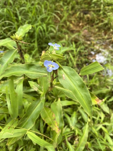 Virginia dayflower (Commelina virginica)