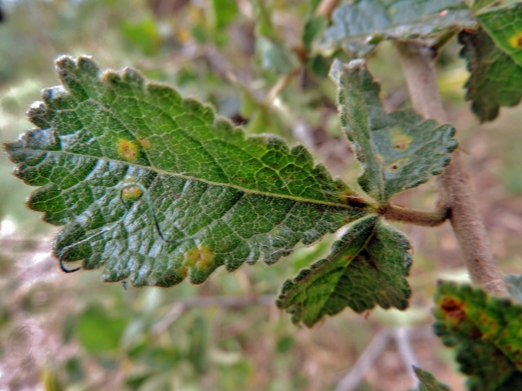 Commiphora africana (Commiphora africana)