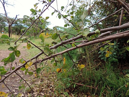 Commiphora africana: Hairy Corkwood