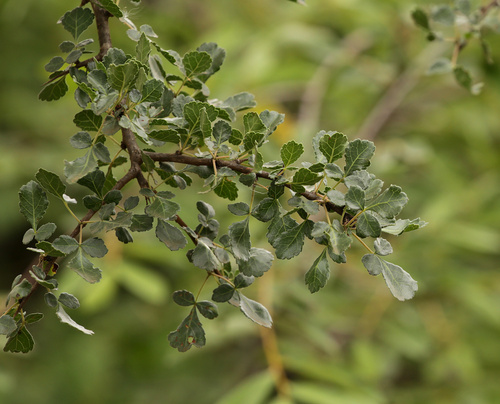 Commiphora africana (Commiphora africana)