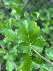 Commiphora africana (Commiphora africana)
