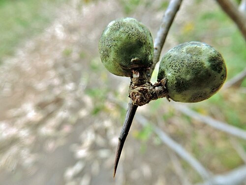 Commiphora africana: Hairy Corkwood