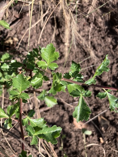 Commiphora africana (Commiphora africana)