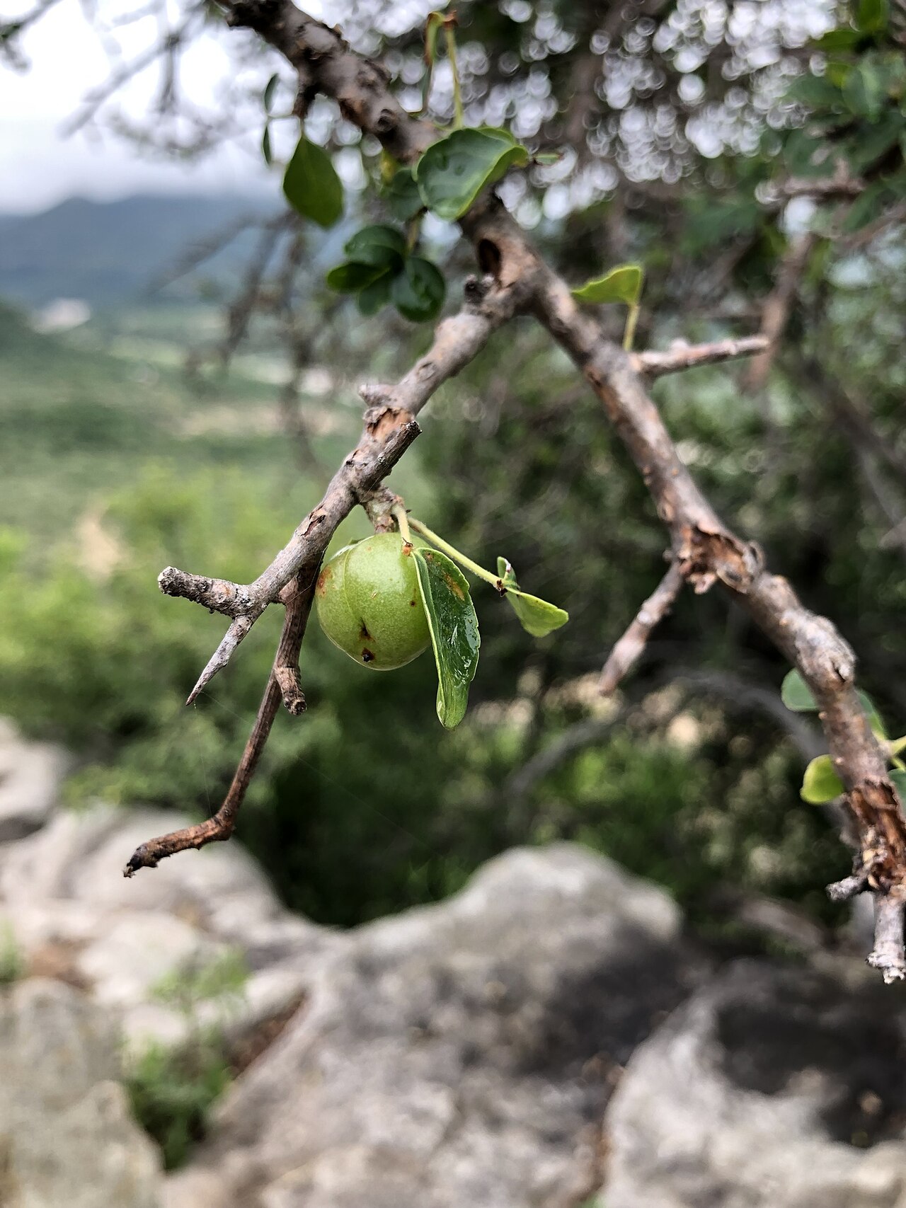 Commiphora africana: Commiphora africana africana