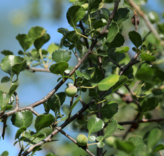 Commiphora africana (Commiphora africana)