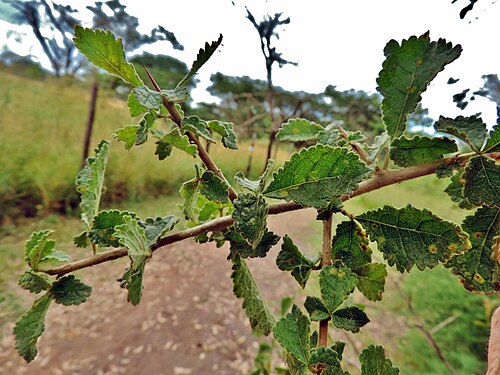 Commiphora africana: Hairy Corkwood
