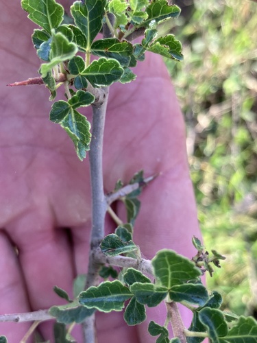 Commiphora africana (Commiphora africana)