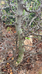 Commiphora africana (Commiphora africana)