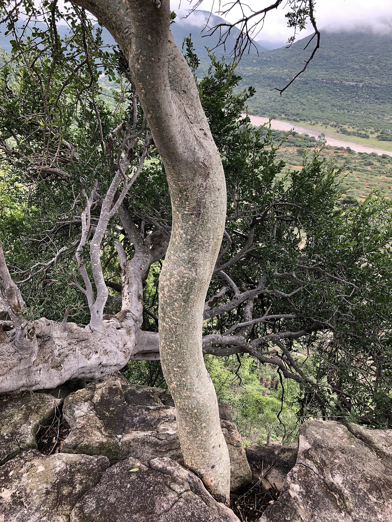 Commiphora africana: Commiphora africana africana