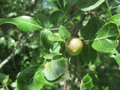 Sand commiphora (Commiphora angolensis)