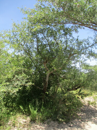 Sand commiphora (Commiphora angolensis)