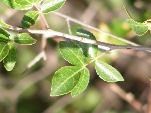 Sand commiphora (Commiphora angolensis)