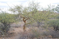 Sand commiphora (Commiphora angolensis)