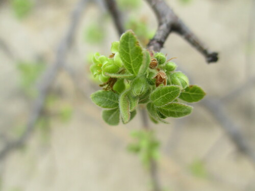 Sand commiphora (Commiphora angolensis)