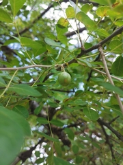 Sand commiphora (Commiphora angolensis)