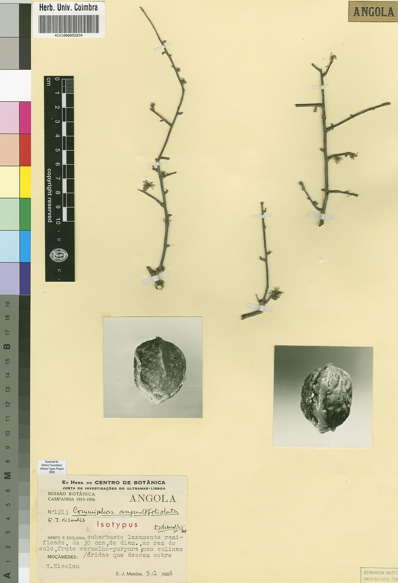 Commiphora angustefoliolata: Photograph of Isotype of Commiphora angustefoliolata at Herbarium of the University of Coimbra, Portugal (COI). Specimen COI00005203. http://coicatalogue.uc.pt/