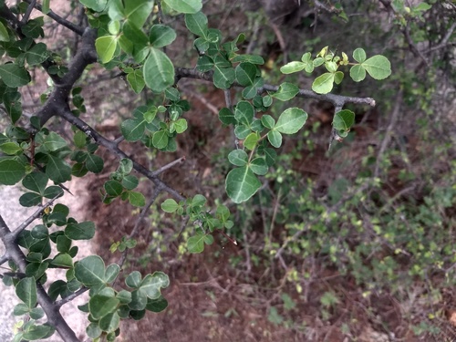 Commiphora berryi (Commiphora berryi)