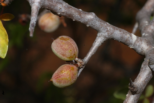 Commiphora berryi (Commiphora berryi)