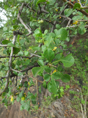 Commiphora berryi (Commiphora berryi)