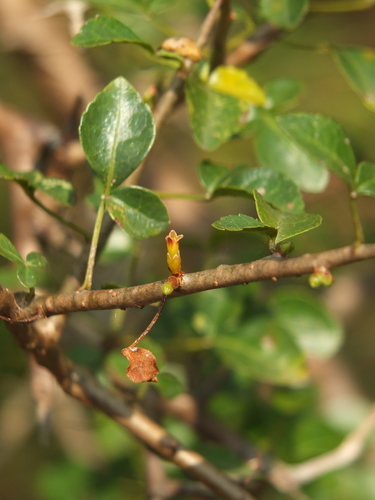 Commiphora berryi (Commiphora berryi)