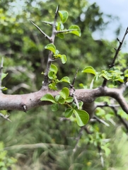 Commiphora berryi (Commiphora berryi)
