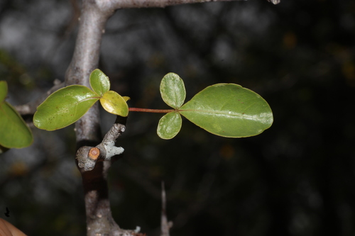 Commiphora berryi (Commiphora berryi)