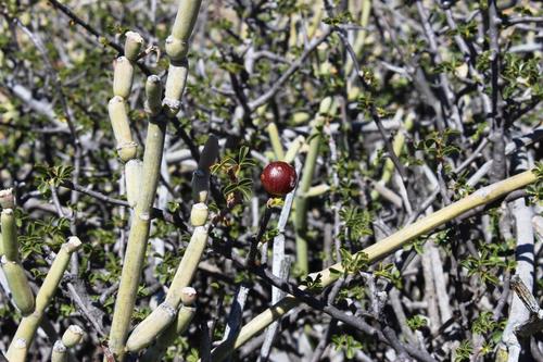 Namaqua corkwood (Commiphora capensis)