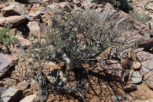 Namaqua corkwood (Commiphora capensis)