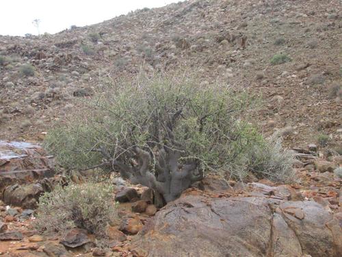Namaqua corkwood (Commiphora capensis)