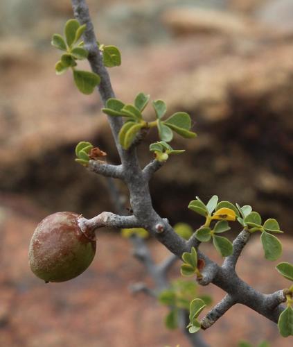 Namaqua corkwood (Commiphora capensis)