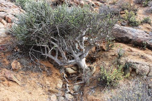Namaqua corkwood (Commiphora capensis)