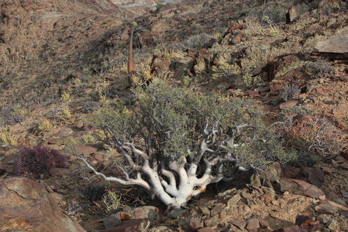 Namaqua corkwood (Commiphora capensis)