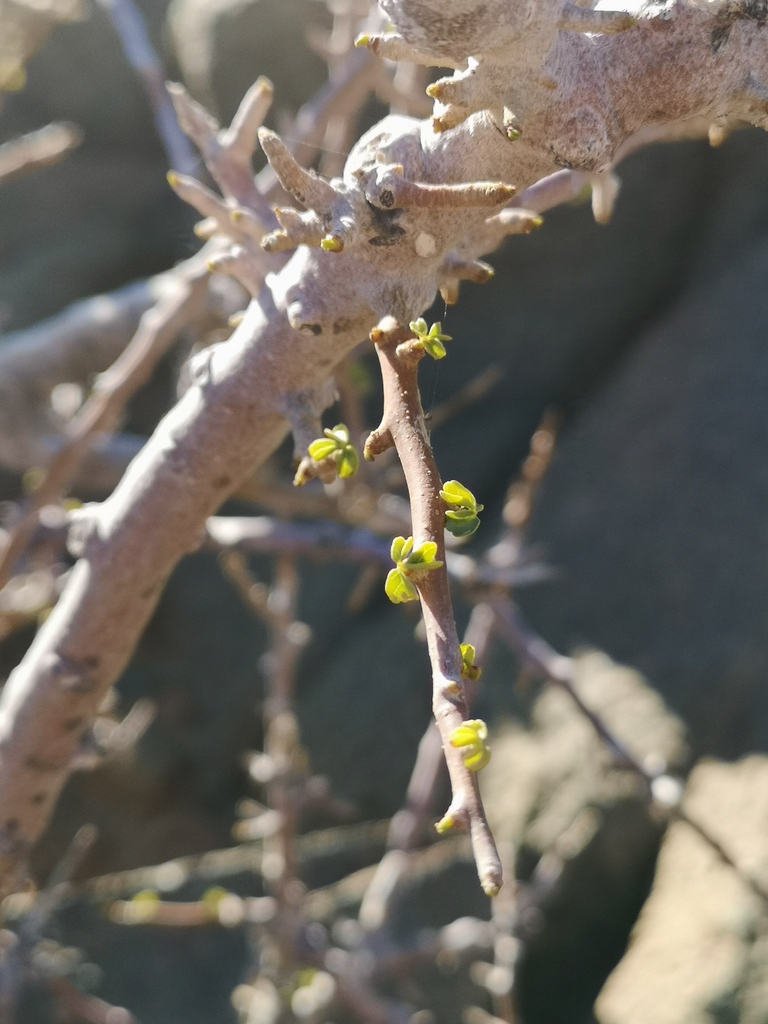 Namaqua corkwood (Commiphora capensis)