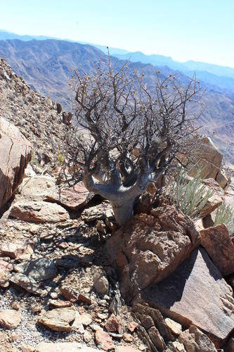 Namaqua corkwood (Commiphora capensis)