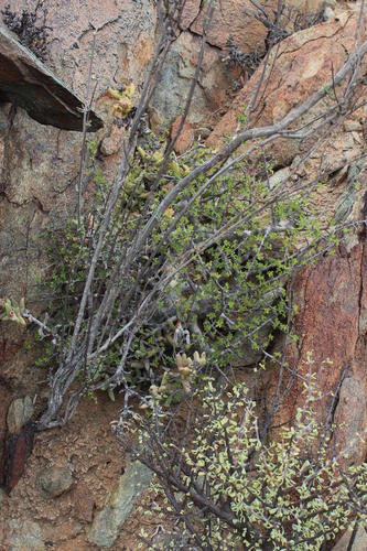 Namaqua corkwood (Commiphora capensis)