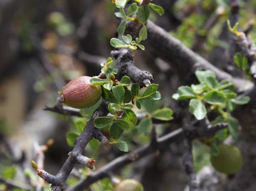 Namaqua corkwood (Commiphora capensis)