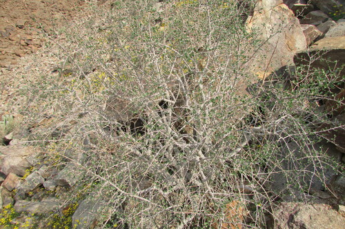 Namaqua corkwood (Commiphora capensis)