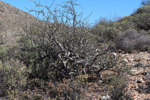 Namaqua corkwood (Commiphora capensis)