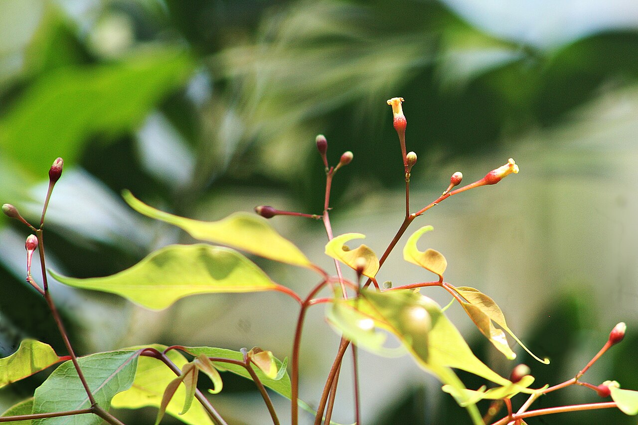Green commiphora: കടമ്പേരി, കണ്ണൂർ